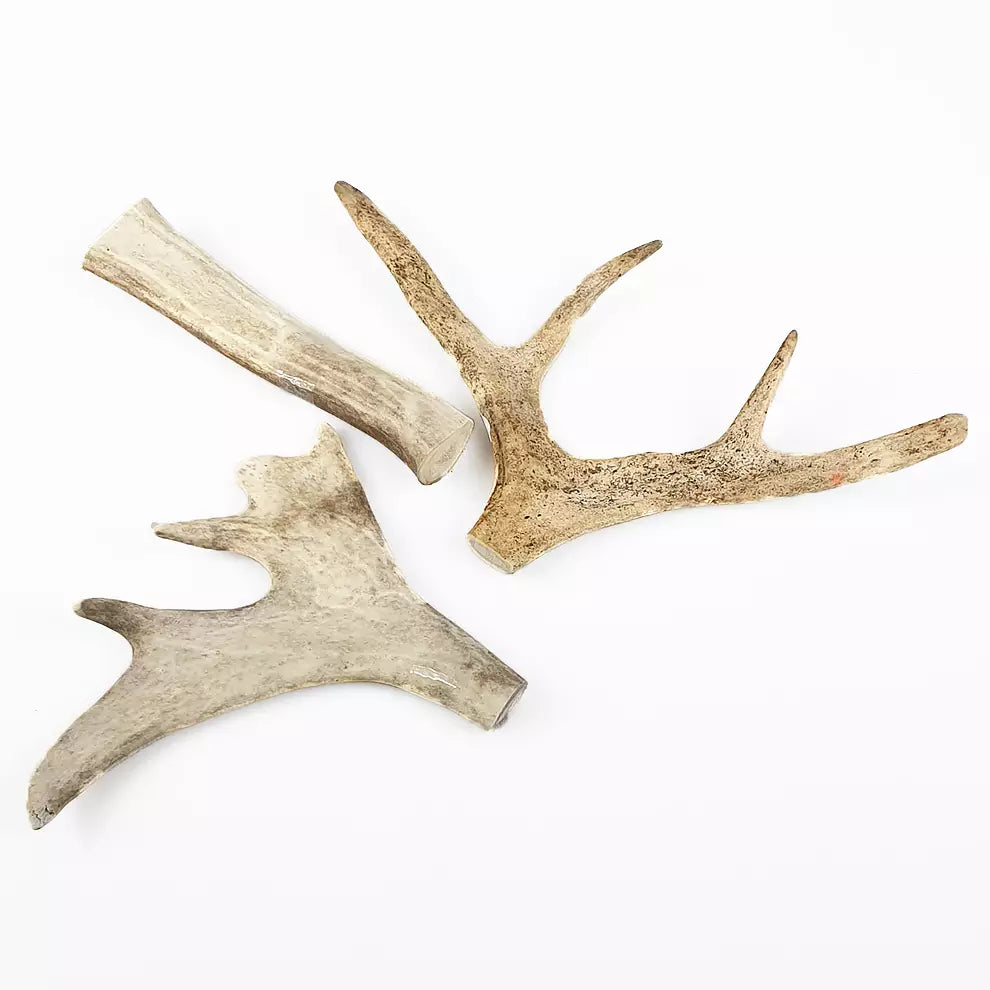 Reindeer antler