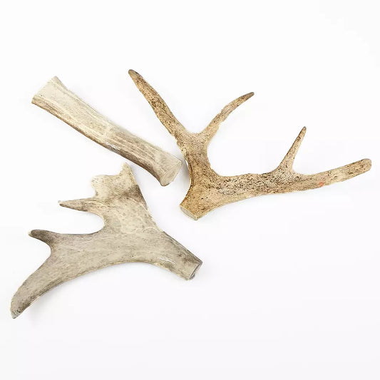 Reindeer antler
